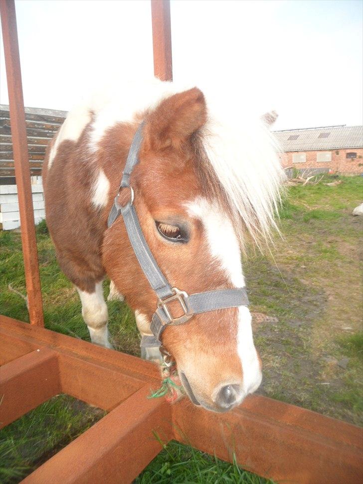 Shetlænder Tulle. - Du er bare dejlig! :) billede 1