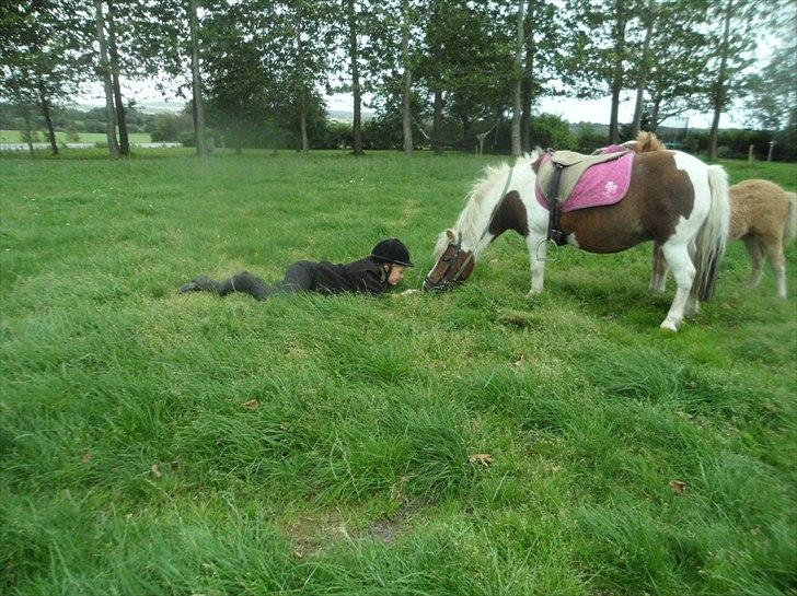 Shetlænder Tulle. - hallåww :P billede 2