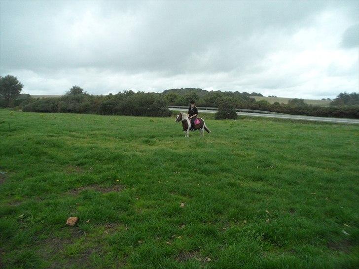 Shetlænder Tulle. - Tiden Flyver afsted! billede 3