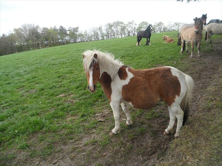 Shetlænder Tulle. - i år 2009.. billede 4