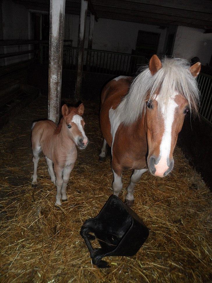 Shetlænder Tulle. - Tulle og det andet føl, Mogli! billede 5