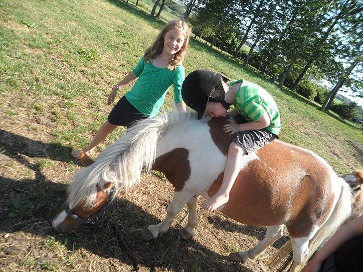 Shetlænder Tulle. - Hun er Virkelig børne venlig! billede 6