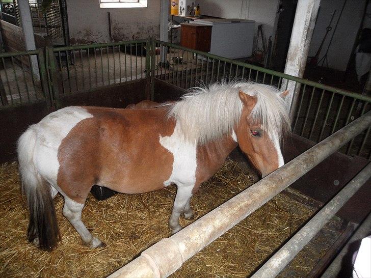 Shetlænder Tulle. - i stalden ;) billede 7