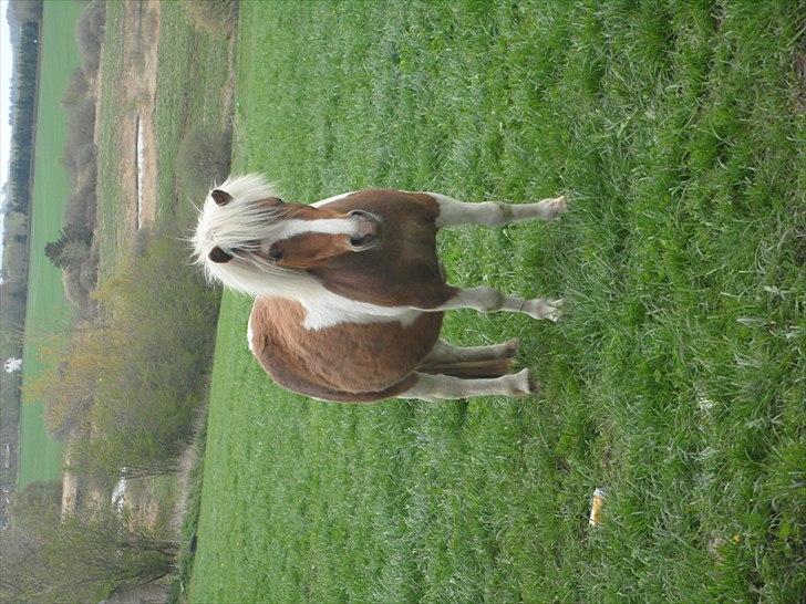 Shetlænder Tulle. - Måske lidt tyk :P billede 8