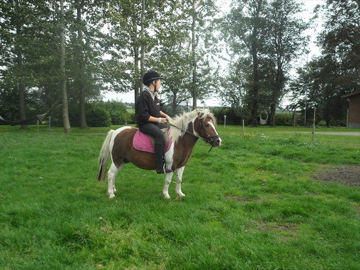 Shetlænder Tulle. - Sammen kan vi klare alt!! billede 9