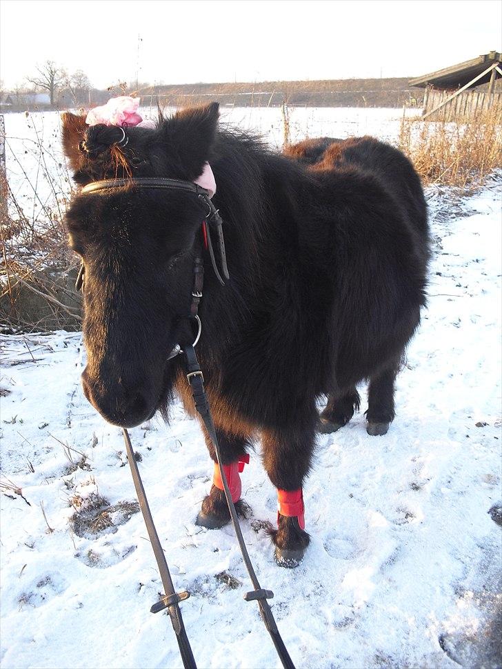 Shetlænder mulle *passer* billede 12