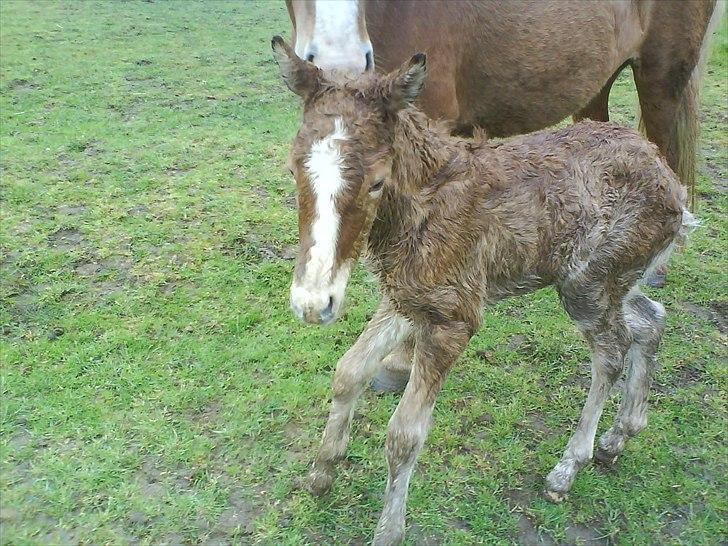 Islænder Álfadis fra Elgådsminde billede 5