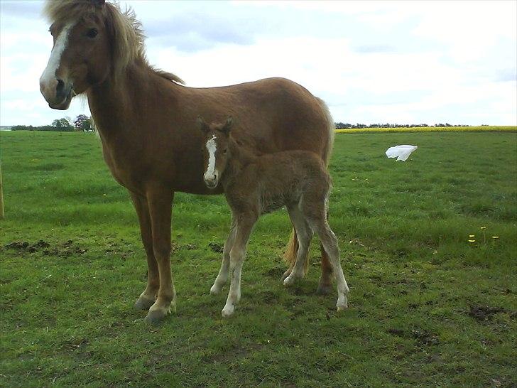 Islænder Álfadis fra Elgådsminde billede 6