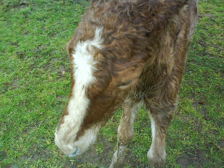 Islænder Álfadis fra Elgådsminde billede 7