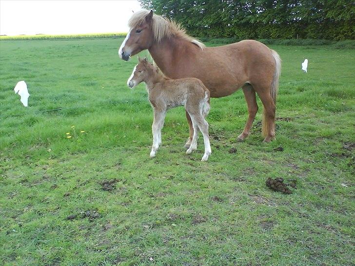 Islænder Álfadis fra Elgådsminde billede 8