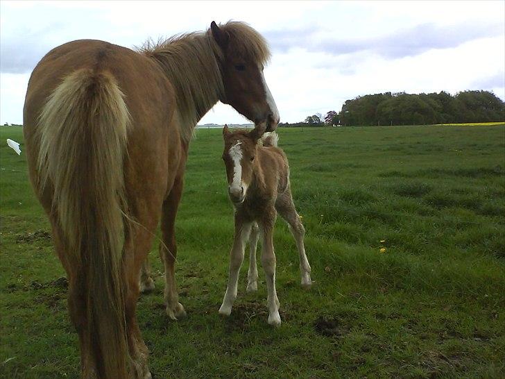 Islænder Álfadis fra Elgådsminde billede 9