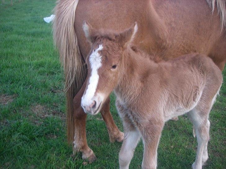 Islænder Álfadis fra Elgådsminde billede 10