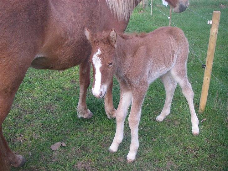 Islænder Álfadis fra Elgådsminde billede 11