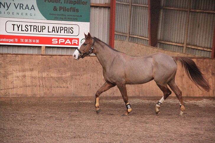 Dansk Varmblod Lillelunds Helle billede 13