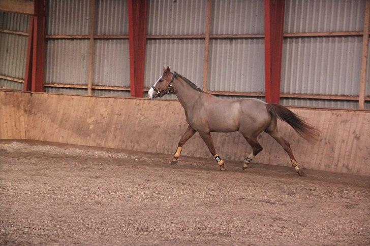 Dansk Varmblod Lillelunds Helle billede 14