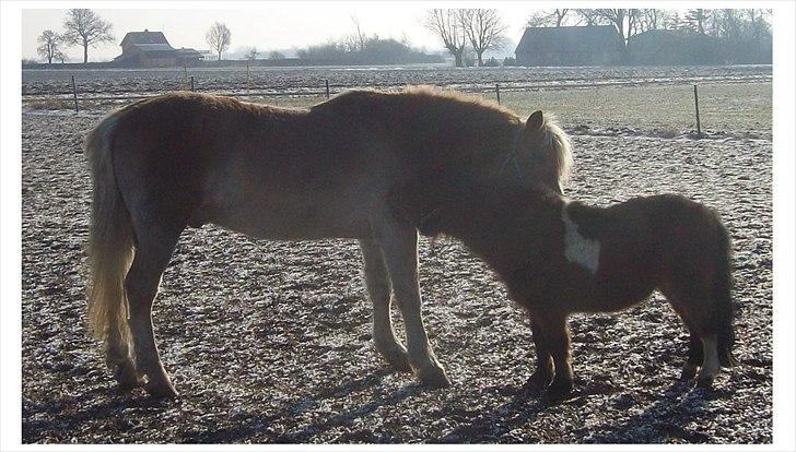 Tyroler Haflinger Nuser. - Nuser med sin gode ven : Ozzy. billede 14