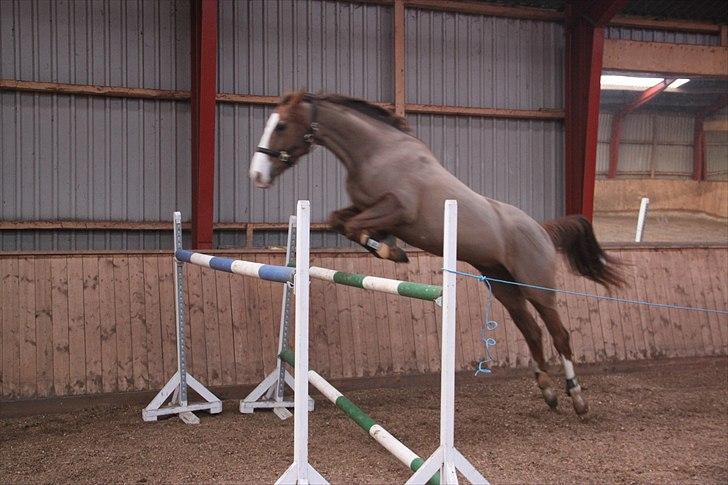 Dansk Varmblod Lillelunds Helle billede 15