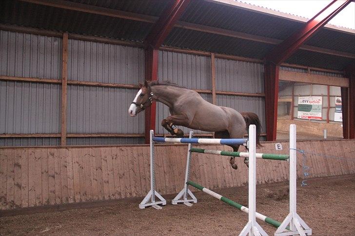 Dansk Varmblod Lillelunds Helle billede 16