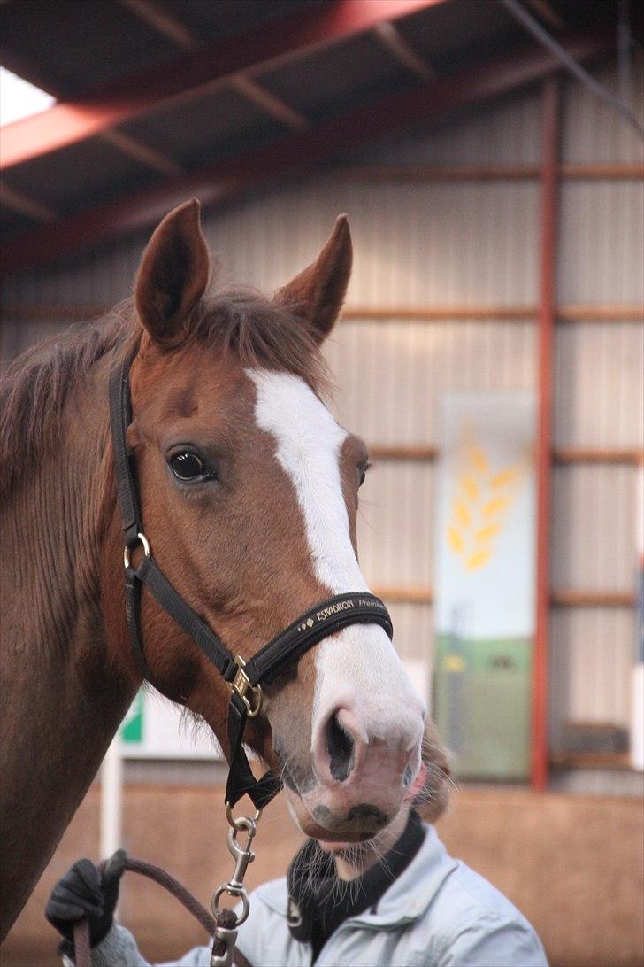 Dansk Varmblod Lillelunds Helle billede 17