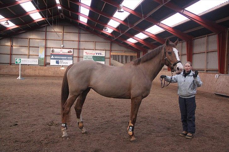 Dansk Varmblod Lillelunds Helle billede 18