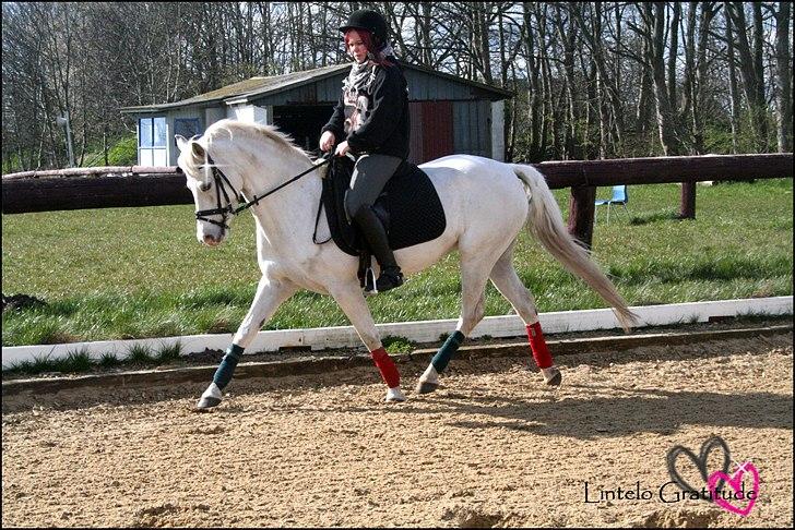 Welsh Pony (sec B) Lintelo Gratitude- SOLGT billede 14