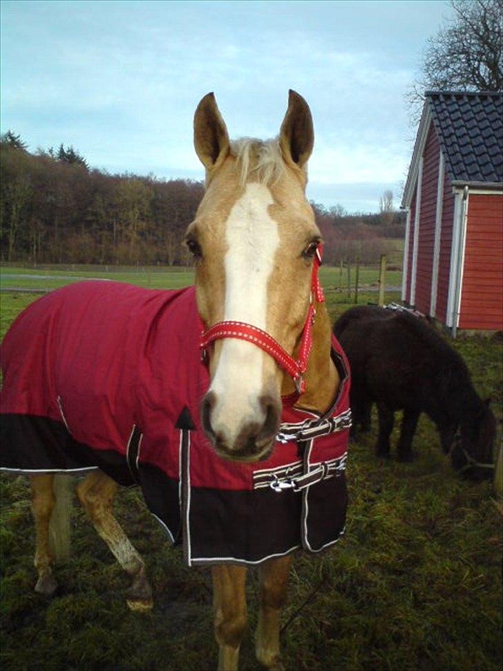 Welsh Cob (sec D) Paddy`s Voice - Den første dag med Paddy den 23/1 2011 billede 3