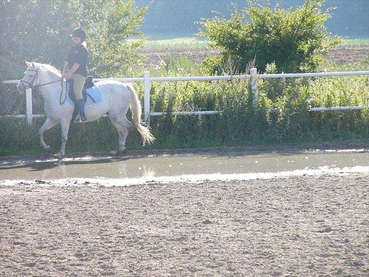Welsh Pony (sec B) Lintelo Gratitude- SOLGT - sommeren 05 billede 15