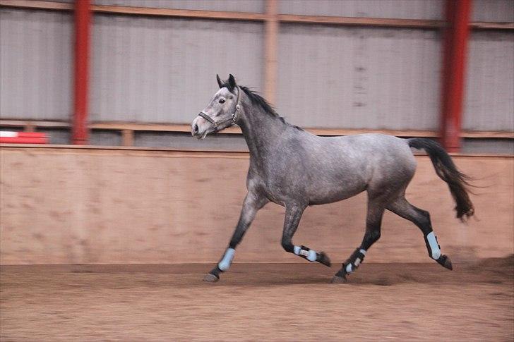 Holstener Qua billede 14