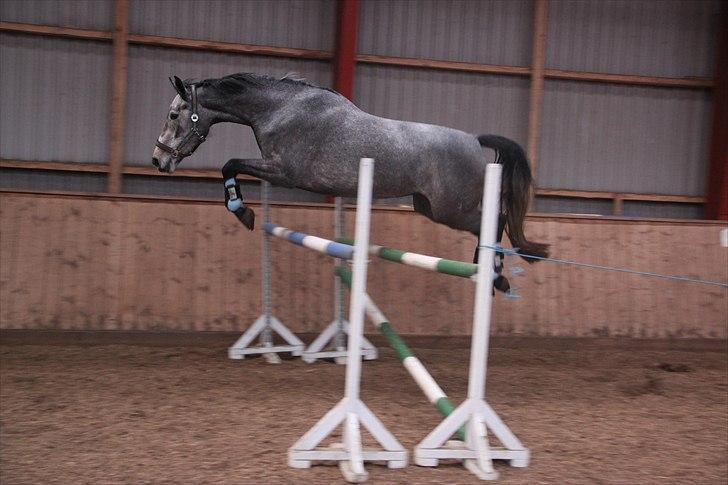 Holstener Qua billede 16