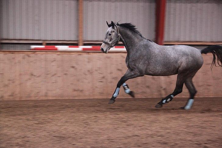 Holstener Qua billede 17