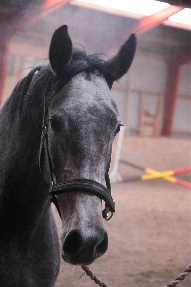 Holstener Qua billede 18