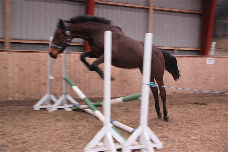 Dansk Varmblod A.B. Carsilla "SOLGT" billede 16