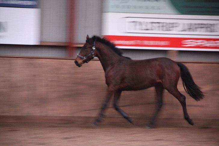 Dansk Varmblod A.B. Carsilla "SOLGT" billede 17