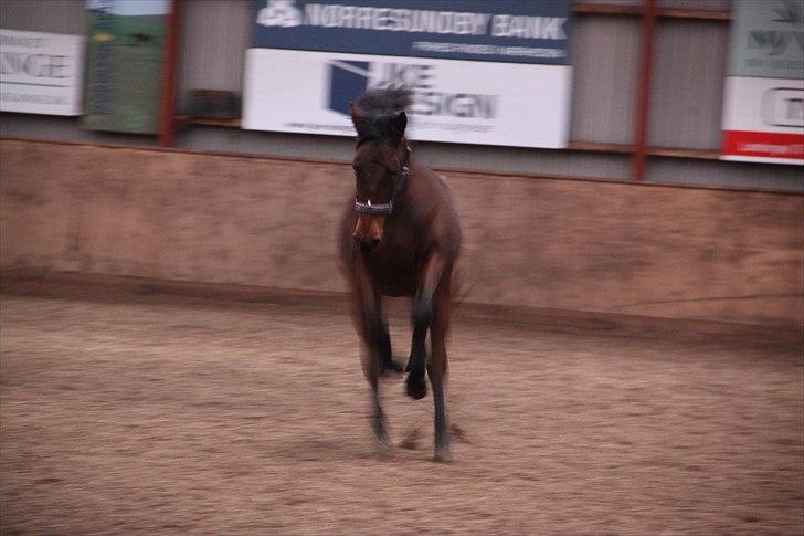 Dansk Varmblod A.B. Carsilla "SOLGT" billede 20