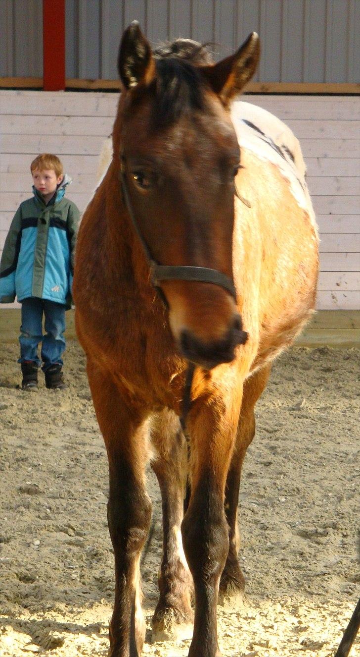 Anden særlig race Free Achak billede 15