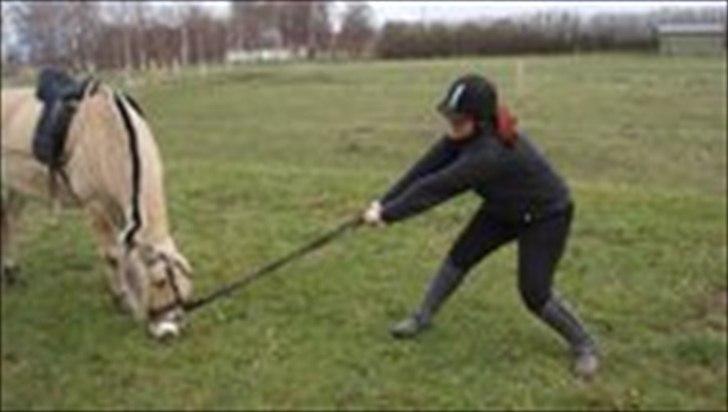 Fjordhest Maggi -solgt - når der er græs, så er der græs billede 1