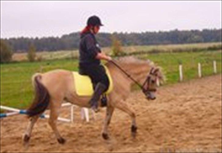 Fjordhest Maggi -solgt - rides og så på en bane billede 2