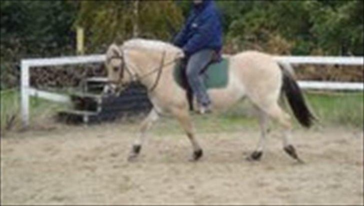 Fjordhest Maggi -solgt billede 3