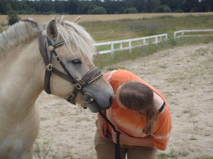 Fjordhest Maggi -solgt - Ania kysser meget billede 5