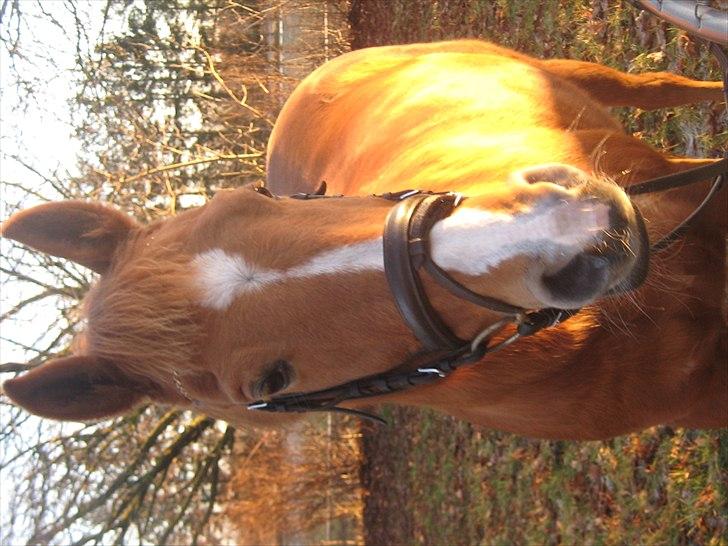 Hollandsk Sportspony Astrid Lovly Lady (SOLGT) ):  billede 10