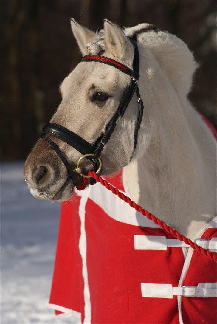 Fjordhest | Møllebjergs Bambine  - Millionen :-) foto: Mig billede 3