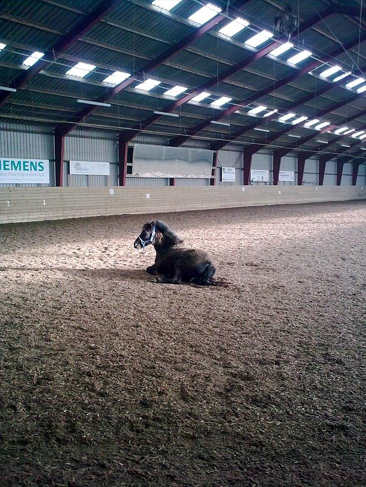 Welsh Mountain (sec A) * * * *Chanti* * * * my prinses ever <3<3<3<3<3333 - Chanti har lige rullet sig billede 9