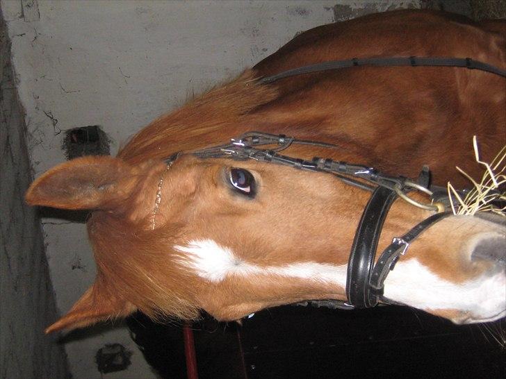 Hollandsk Sportspony Astrid Lovly Lady (SOLGT) ):  billede 11