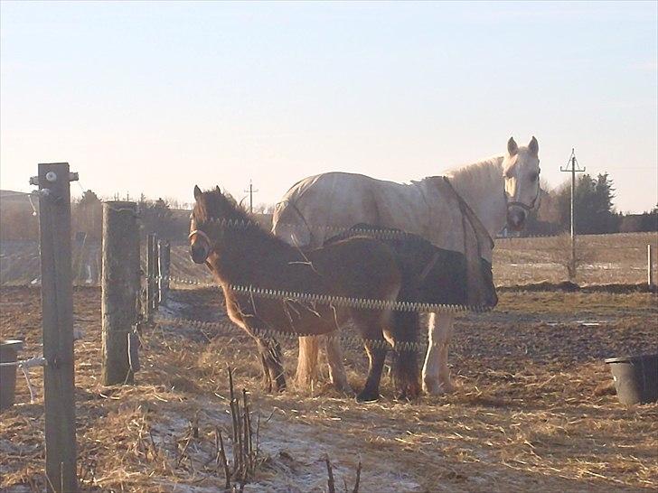 Knabstrupper Søholmsgaards Joker billede 13