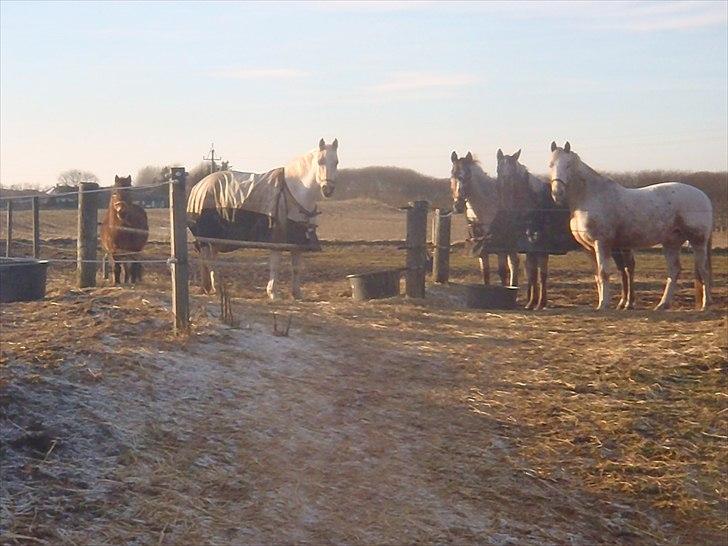 Knabstrupper Søholmsgaards Joker billede 14