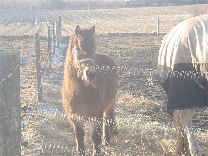 Knabstrupper Søholmsgaards Joker billede 15
