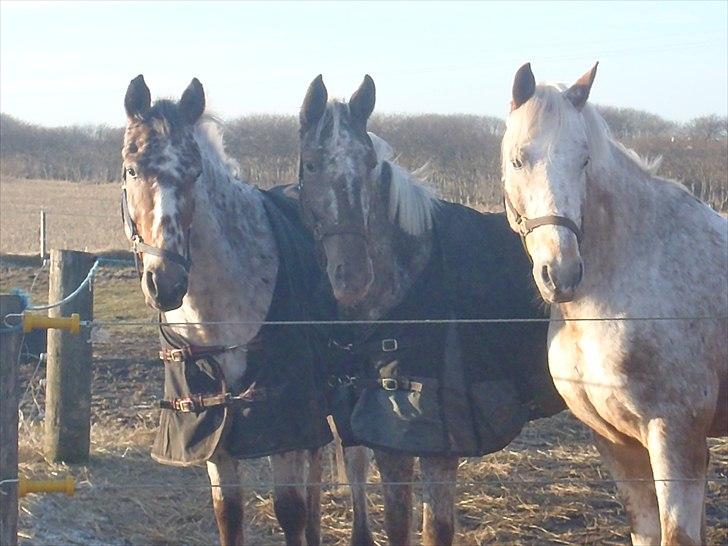 Knabstrupper Søholmsgaards Joker billede 16