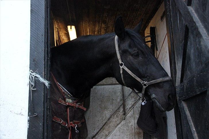 Anden særlig race Donhill  ( x-Part :'( ) - Ikke alle ser hvad der fik mig til at falde for dig.. men for mig er du bare.. wow! [ foto: Katrine Thomasen(mig) ] ] billede 17
