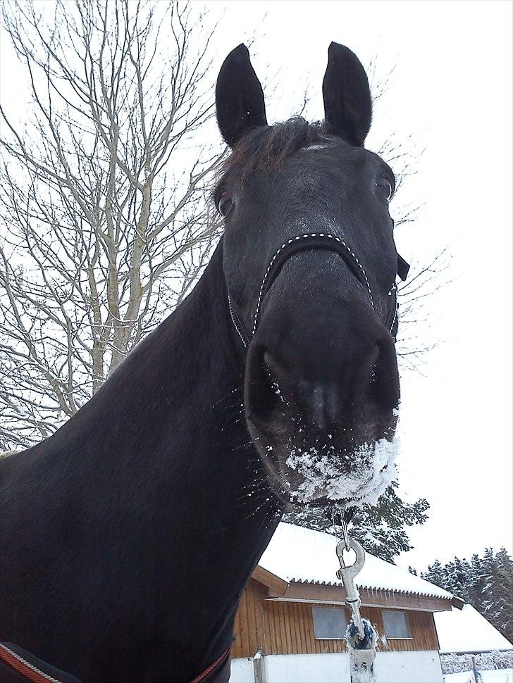 Anden særlig race Donhill  ( x-Part :'( ) - Snehesten :-D [ foto: ECS ] billede 18