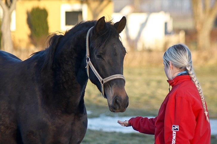 Holstener Iris Von Harknag Solgt :( billede 8